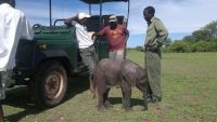 Baby elephant from Musango